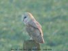 Barn Owl at Fleet Head (Steve Arlow) (48668 bytes)